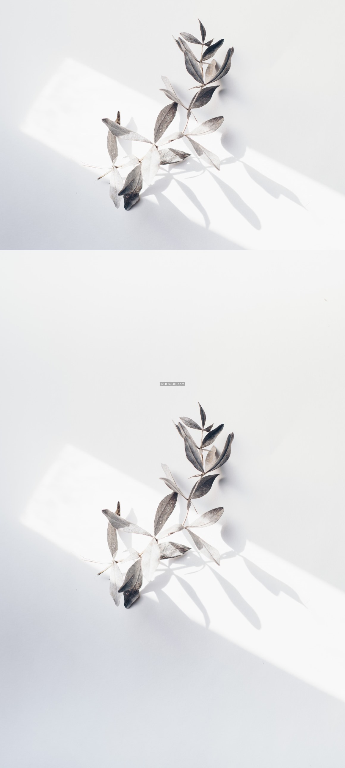 08435_一支植物枝叶白色的桌面简洁清新风格.jpg