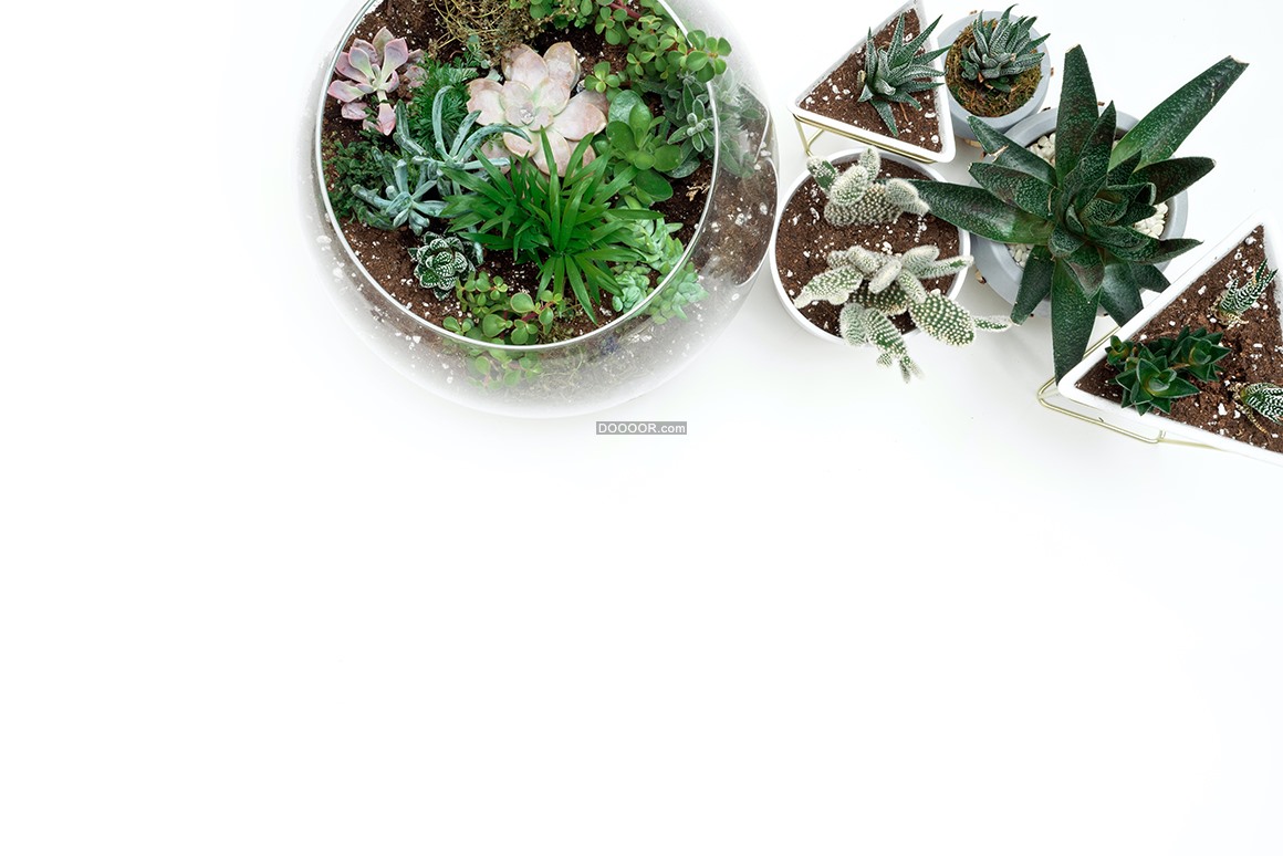 08589_白色背景花盆多肉植物清新自然生命力植物素材设计.jpg