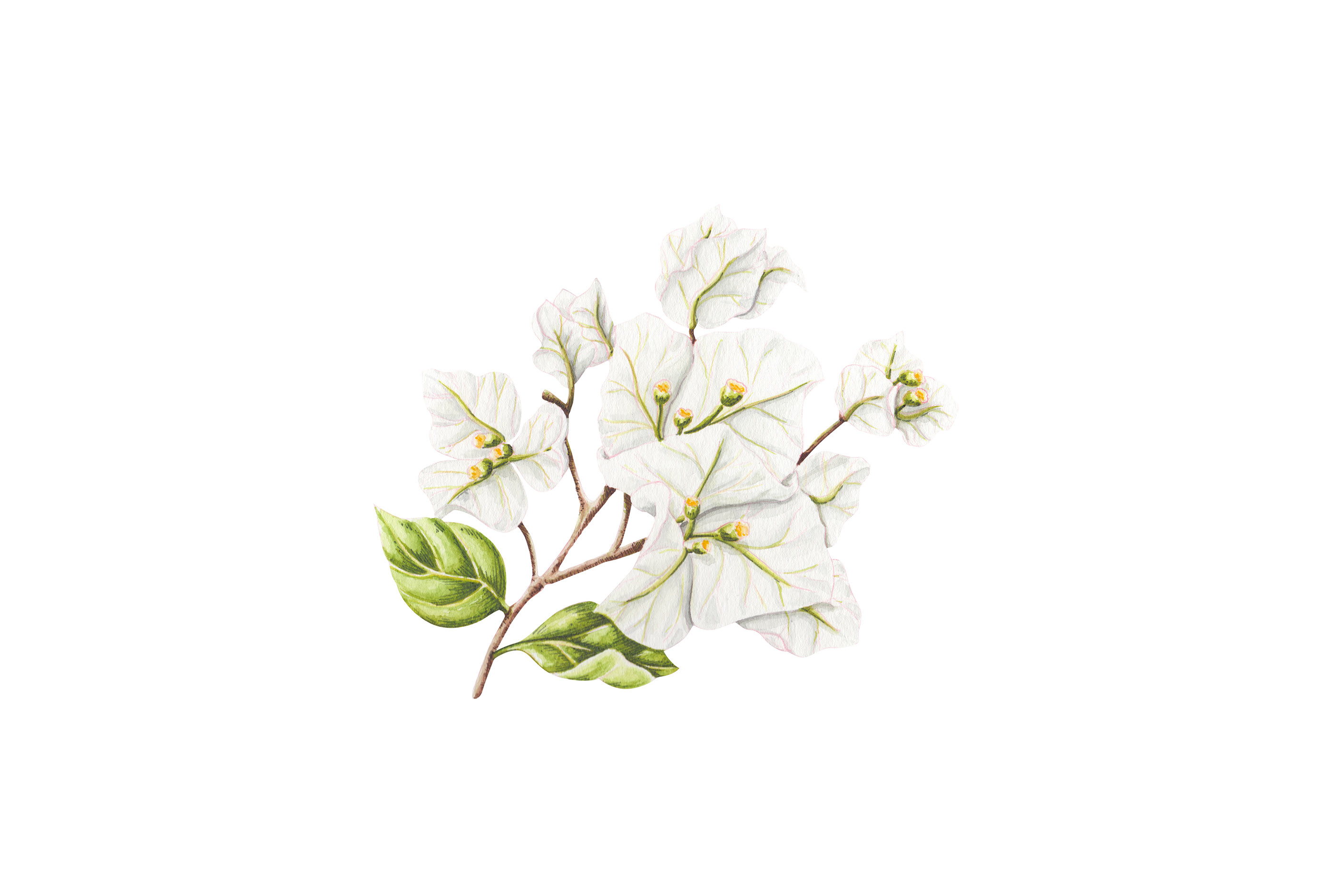 品牌Airbnb插图植物花艺术装饰鸟类图标设计文具-06.jpg