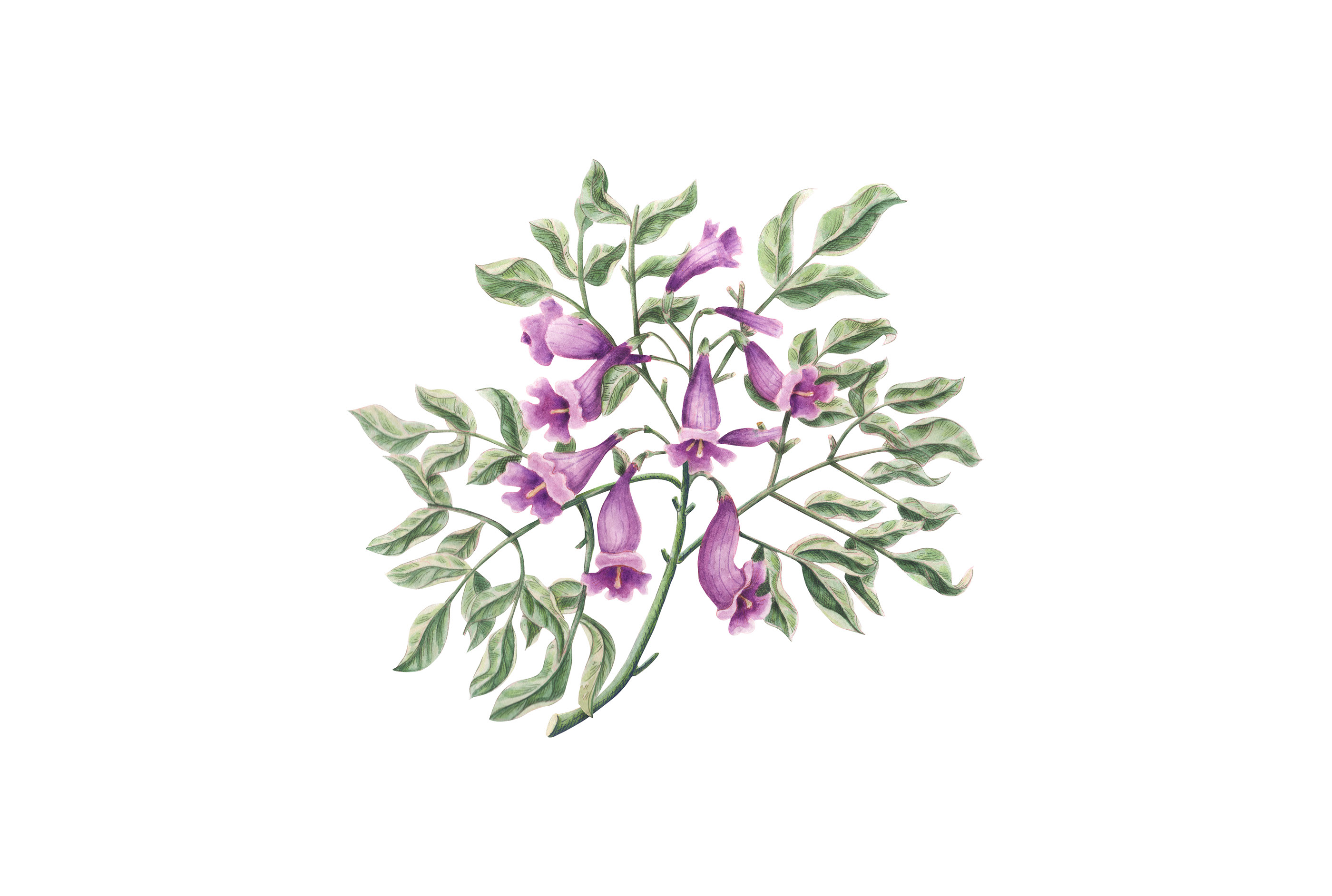 品牌Airbnb插图植物花艺术装饰鸟类图标设计文具-07.jpg
