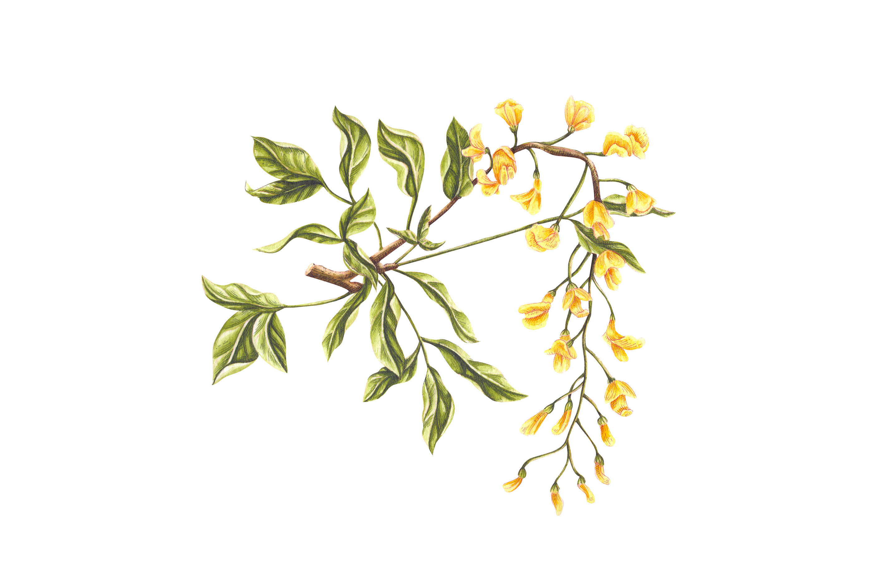 品牌Airbnb插图植物花艺术装饰鸟类图标设计文具-18.jpg