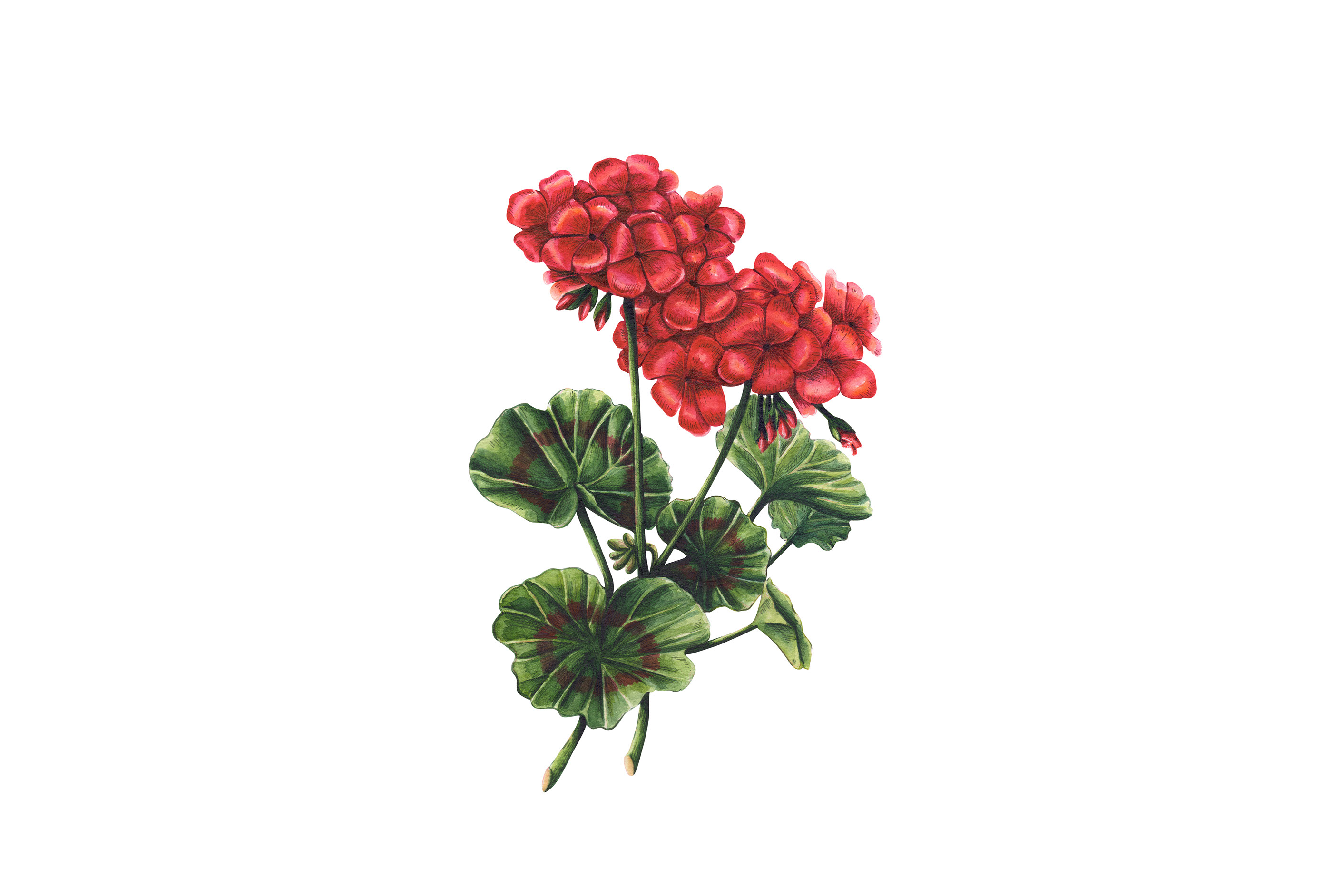 品牌Airbnb插图植物花艺术装饰鸟类图标设计文具-21.jpg