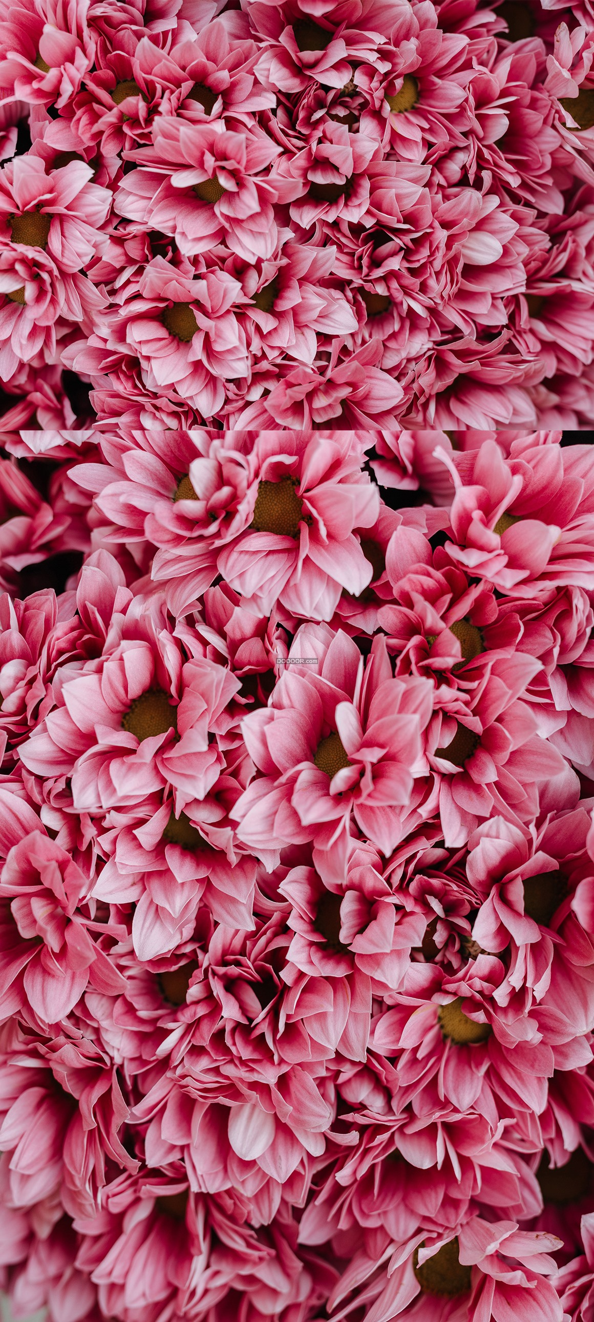 粉红色的玫瑰花海 - 全部作品 - 素材集市
