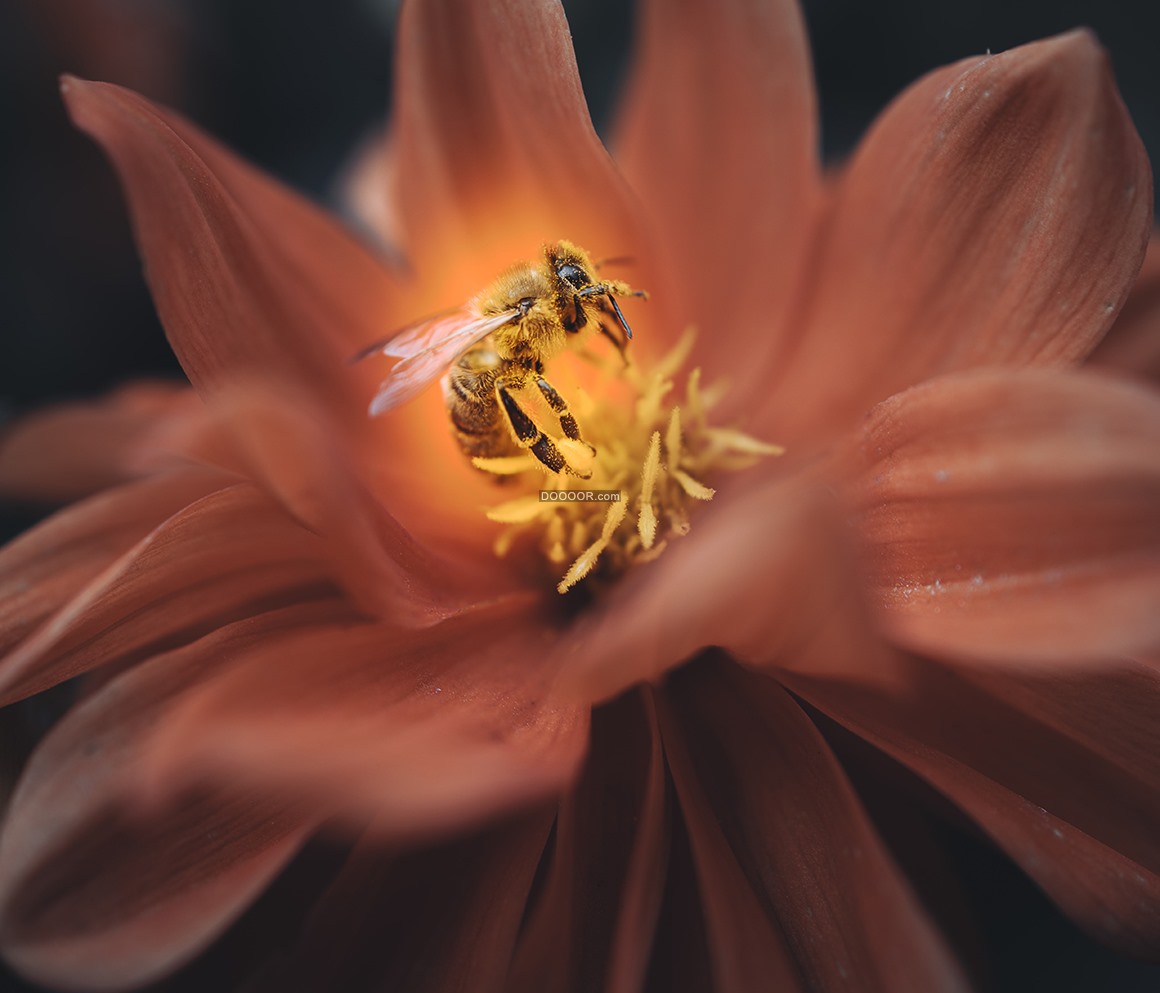 08789_红色的花瓣黄色的花蕊一只蜜蜂辛勤采蜜和谐自然.jpg