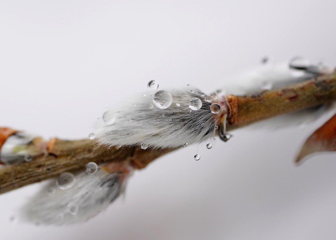 08812_初春时节植物刚刚发芽雨水滴落清澈透明清新自然.jpg