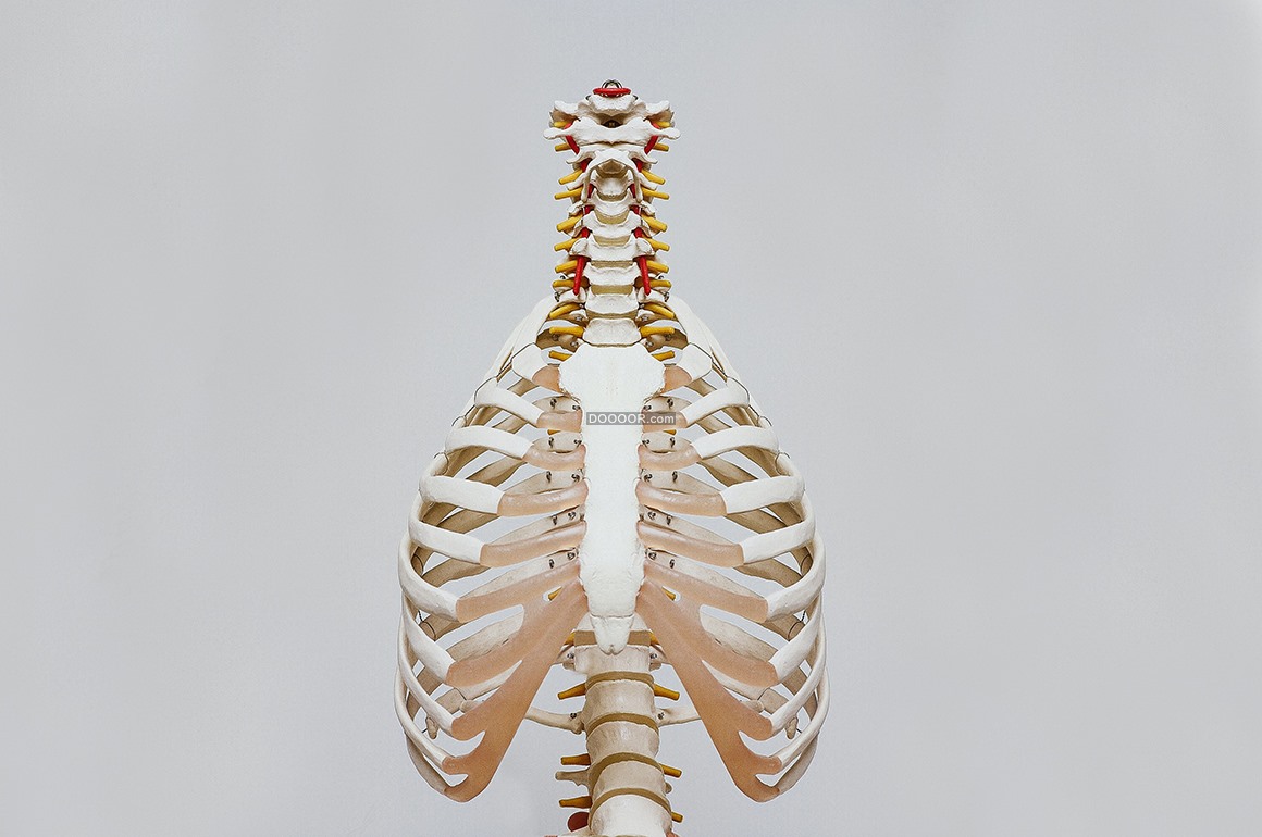 08822_人体肺部骨架三维立体科学技术医疗健康.jpg