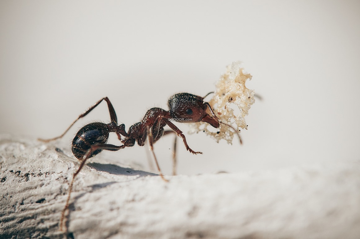 蚂蚁群合作搬东西搬运搬树枝搬食物蚂蚁团结图片下载 - 觅知网