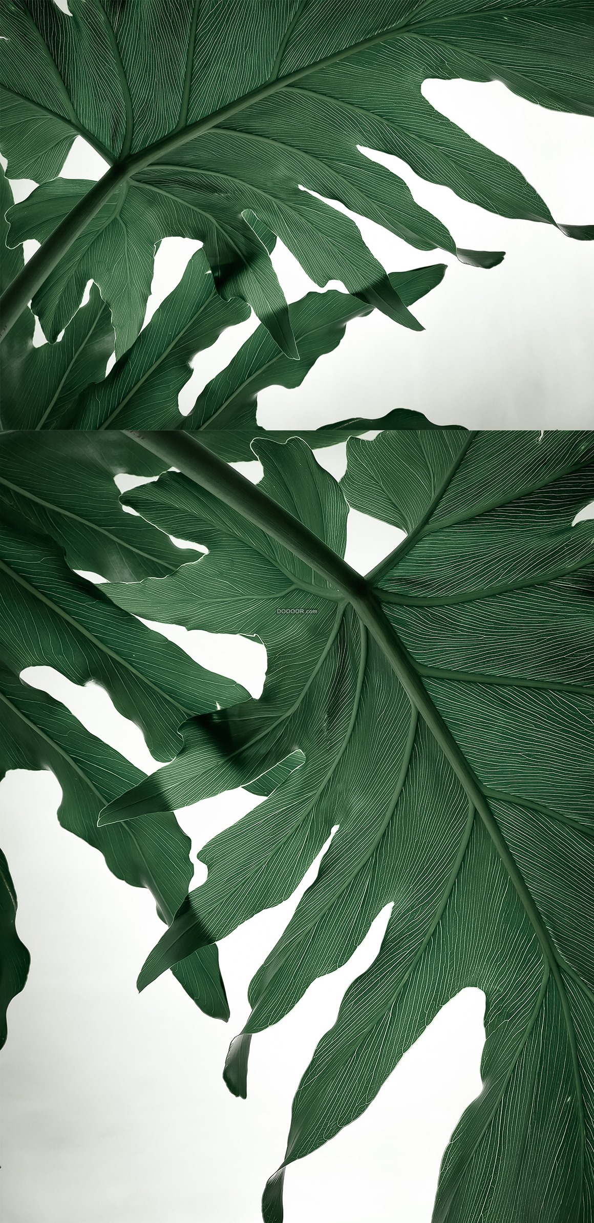 09119_绿色的植物叶子热带植物芭蕉生命力.jpg
