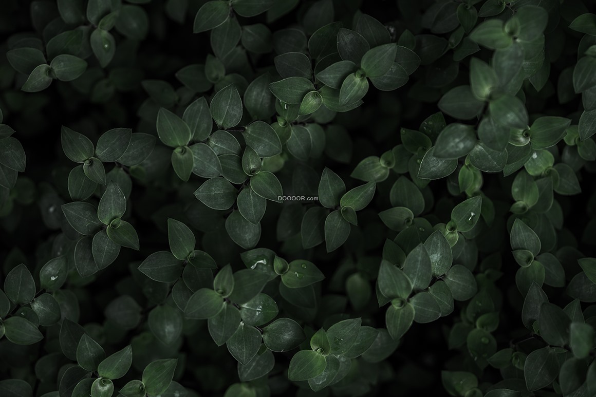 黑暗中的植物特色高清电脑桌面壁纸高清大图预览1920×1200_植物壁纸下载_美桌网