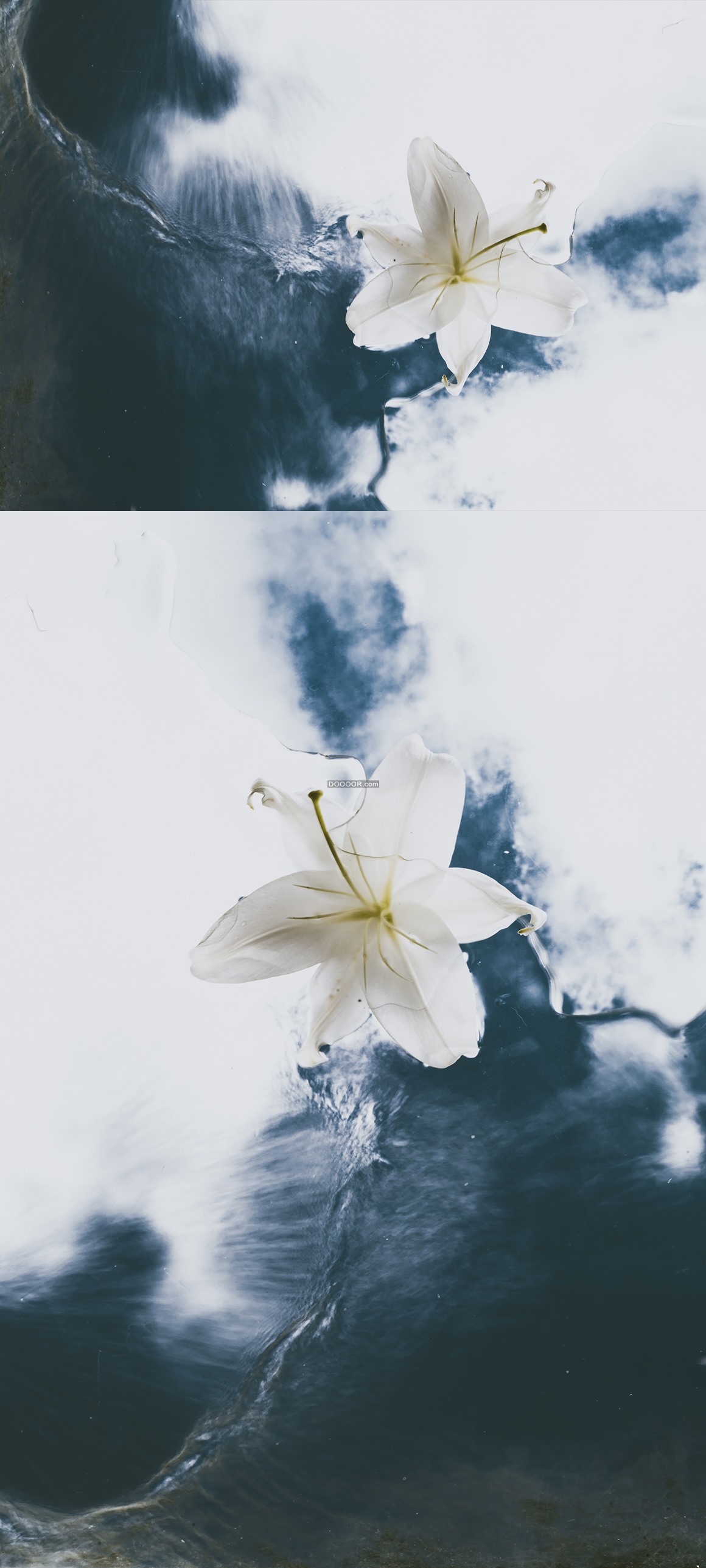 09433_一枚白色的花朵飘荡在清澈透明的水中高清图片.jpg