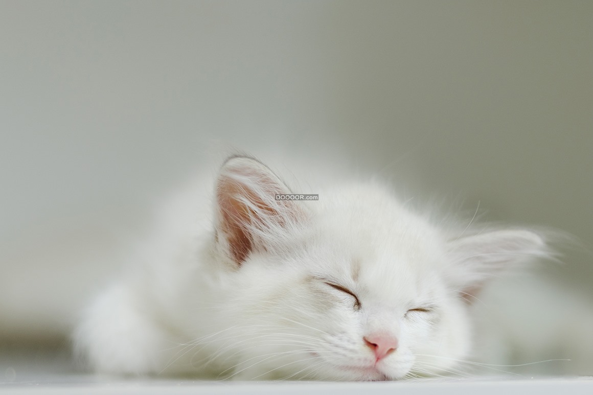 可爱猫咪睡姿图片 - 25H.NET壁纸库