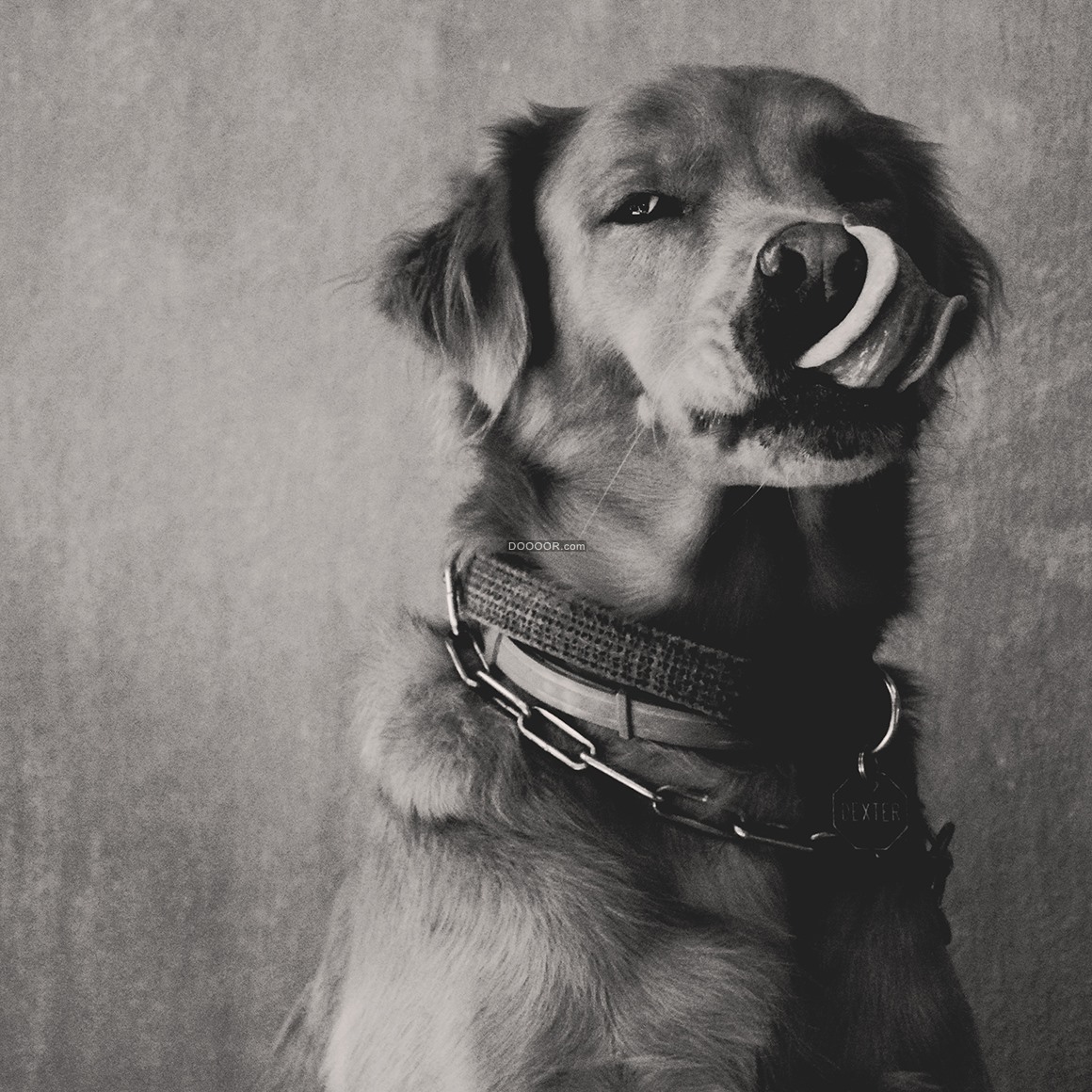 狗戴墨镜的特写照片 · 免费素材图片