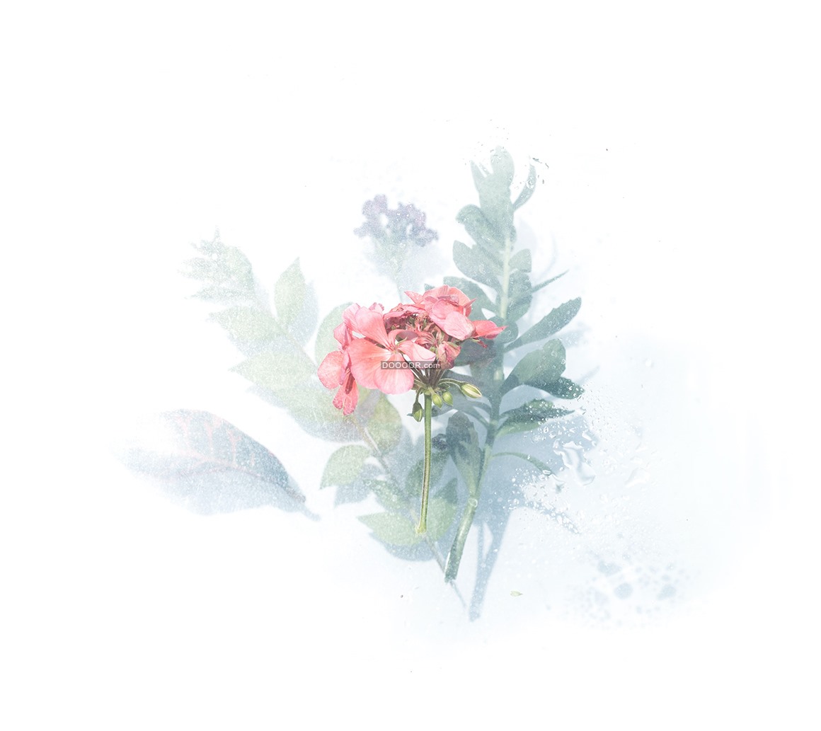 09740_植物写生水彩画作品淡雅清新.jpg