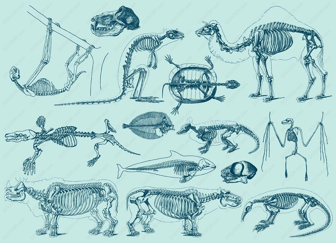 01470_复古动物骨骼矢量可编辑素材考古学古生物图像.jpg