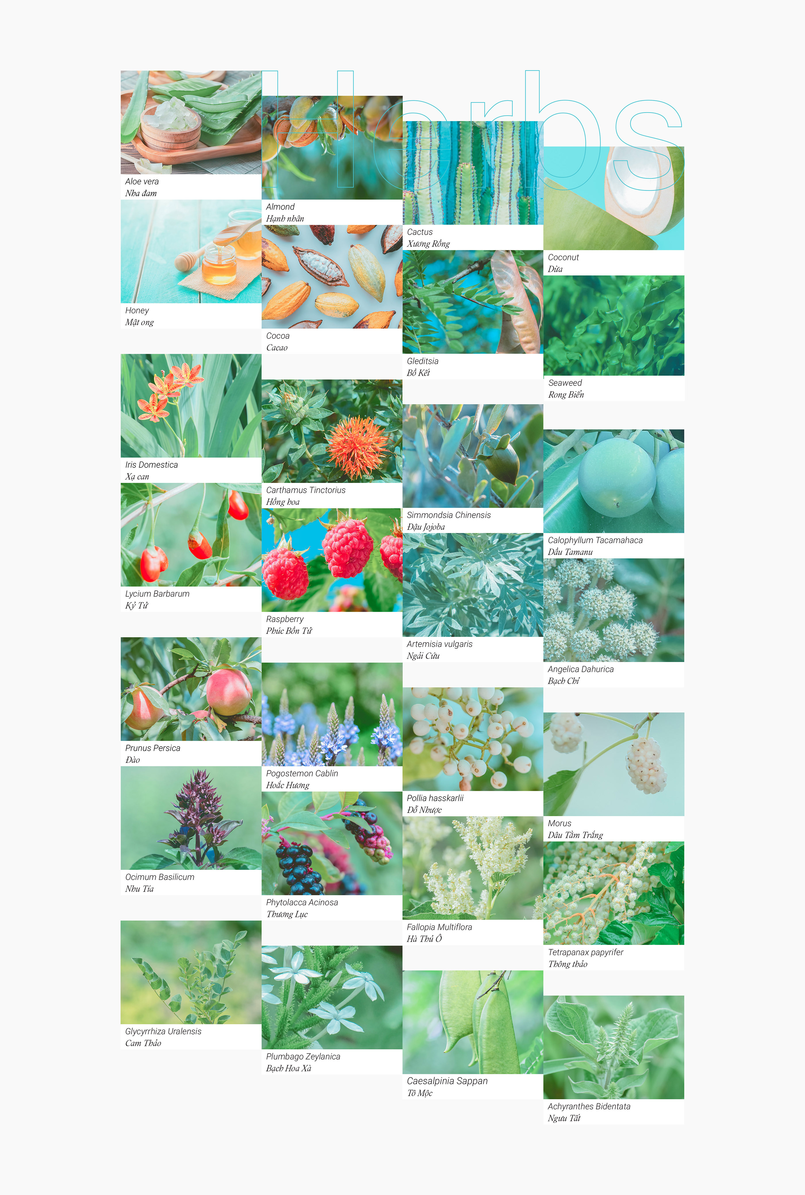 越南草药化妆品品牌视觉视觉设计-05.jpg