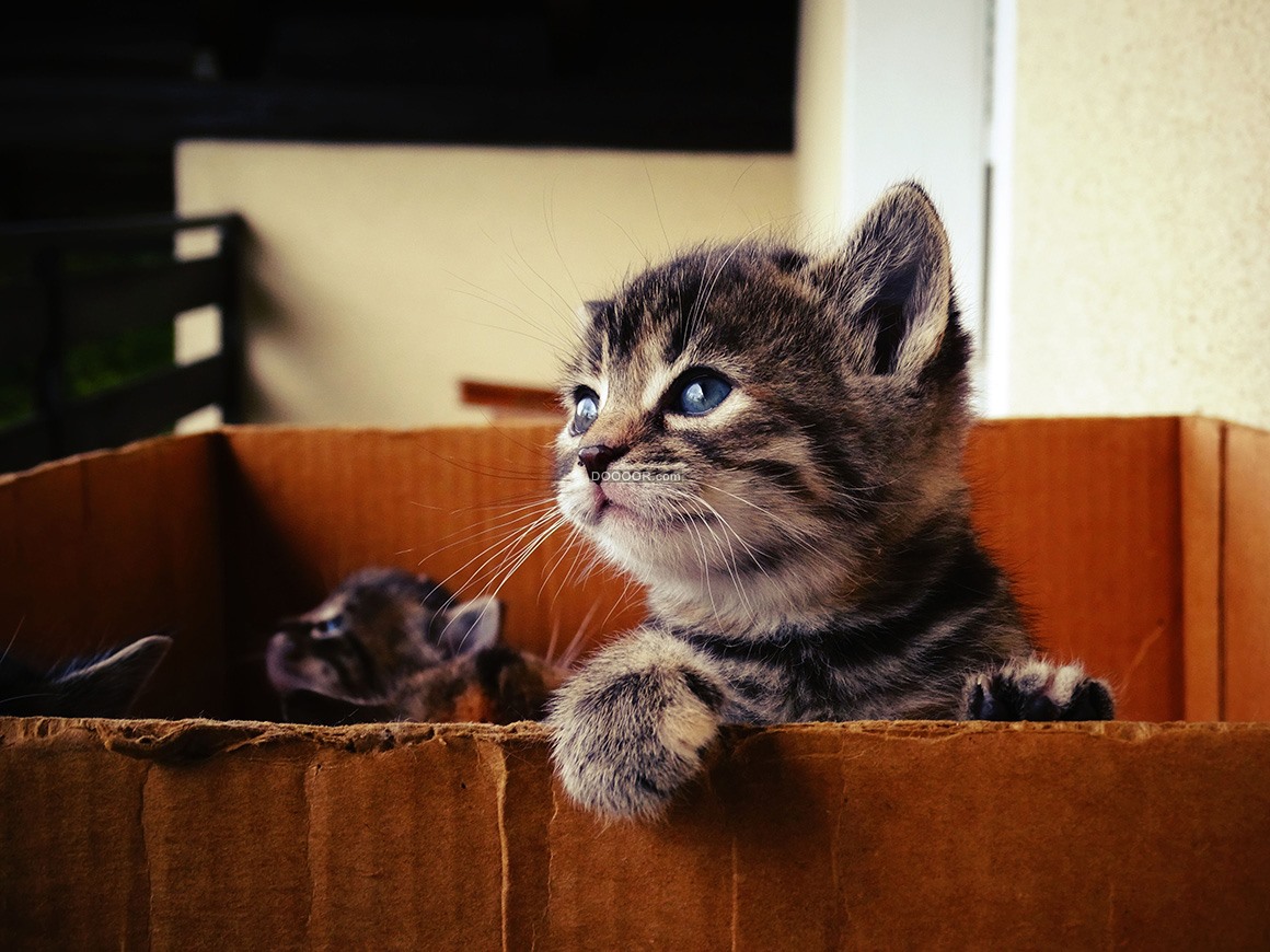 09956_宝贝猫家猫宠物可爱的小猫乞求的眼神.jpg