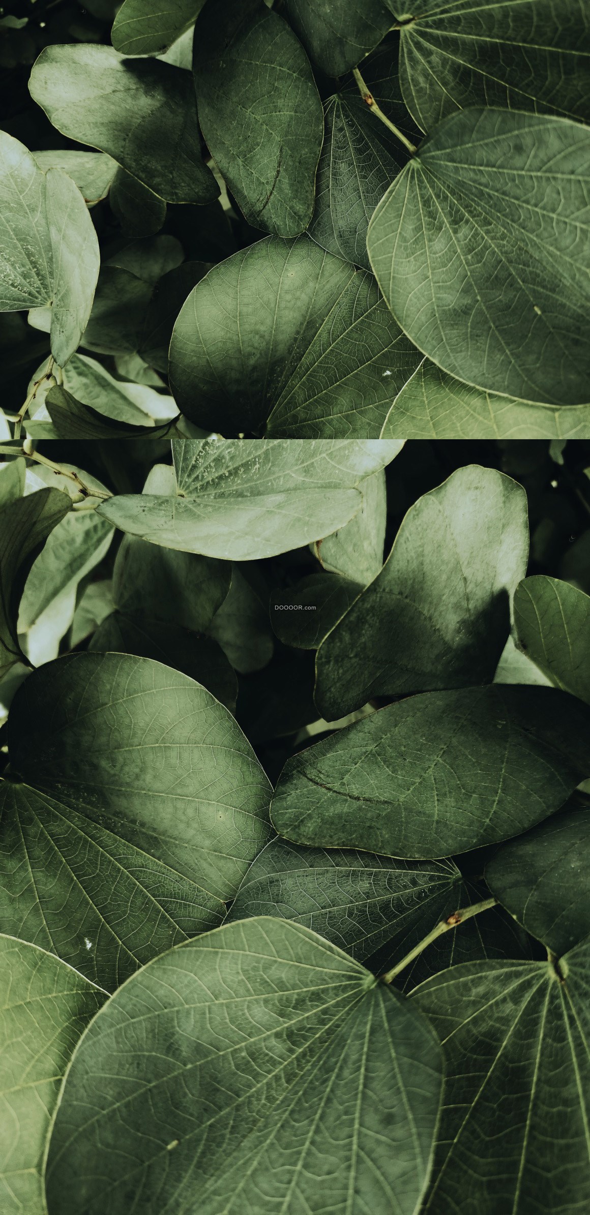 10005_绿色植物叶子自然清新风格.jpg