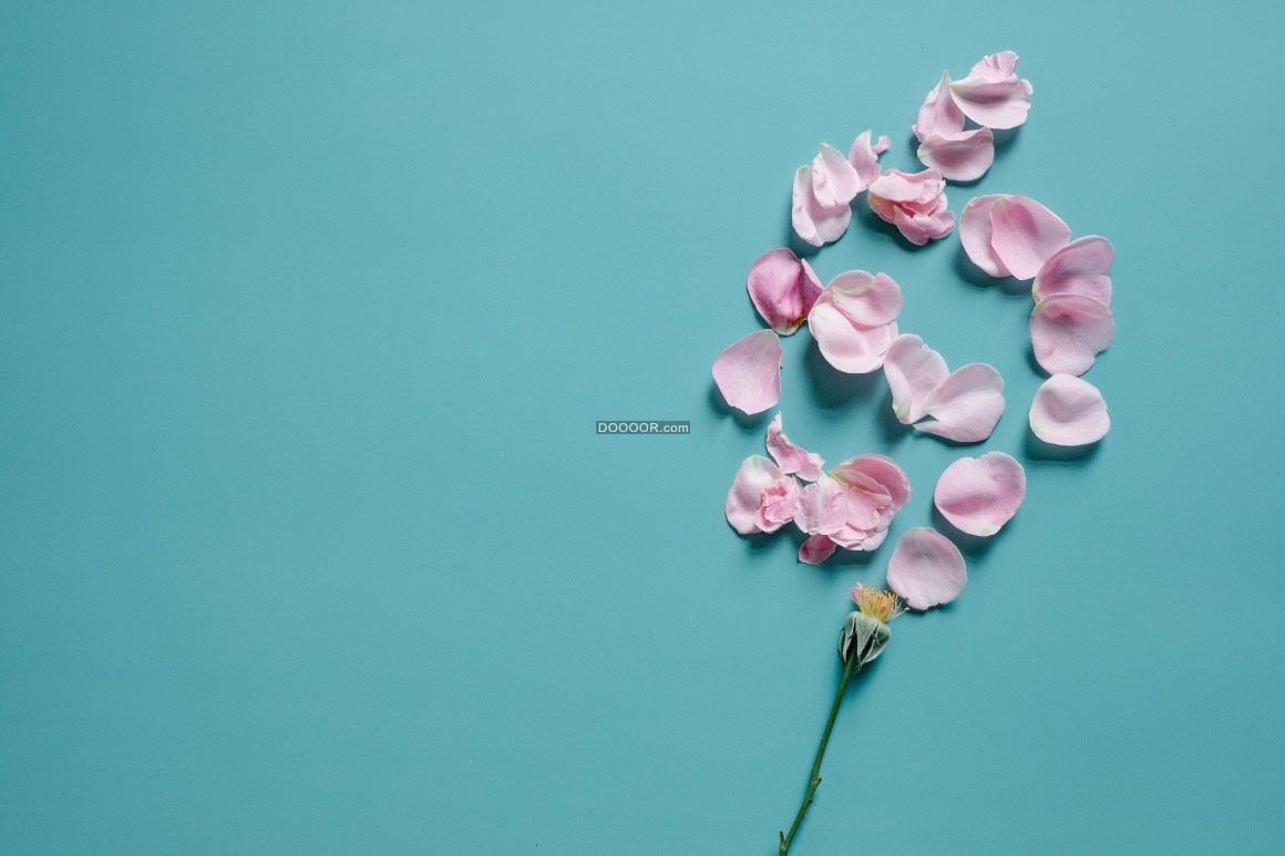 10039_粉色的花瓣玫瑰花浪漫爱情.jpg