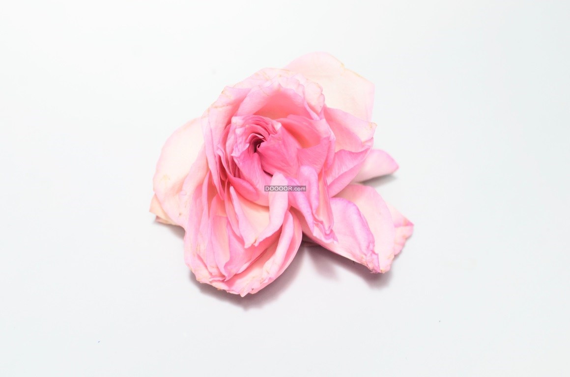 10047_粉色的花娇艳欲滴浪漫的粉色玫瑰.jpg