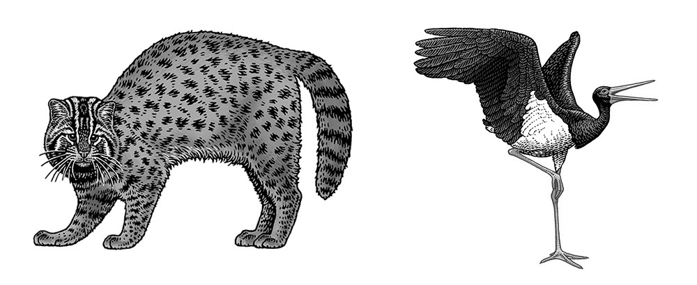 黑白插画-动物植物  乔治亚州-Tatiana Trikoz [18P] (3).jpg