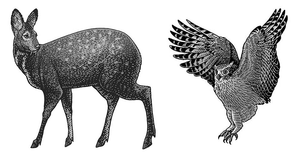 黑白插画-动物植物  乔治亚州-Tatiana Trikoz [18P] (5).jpg