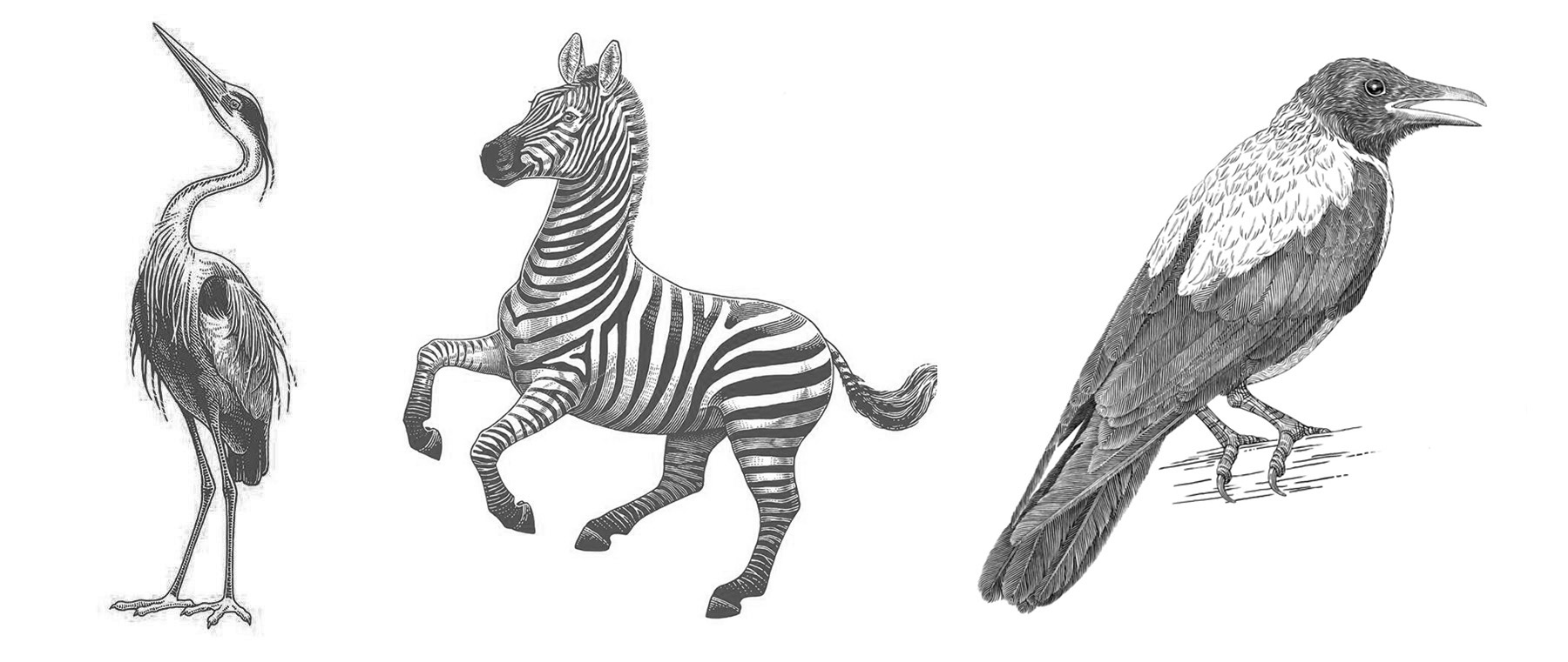 黑白插画-动物植物  乔治亚州-Tatiana Trikoz [18P] (10).jpg