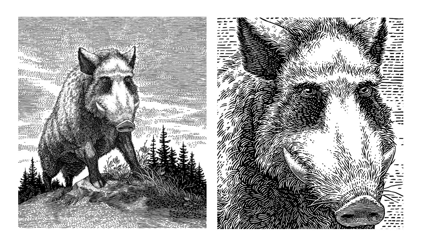 黑白插画-动物植物  乔治亚州-Tatiana Trikoz [18P] (11).jpg