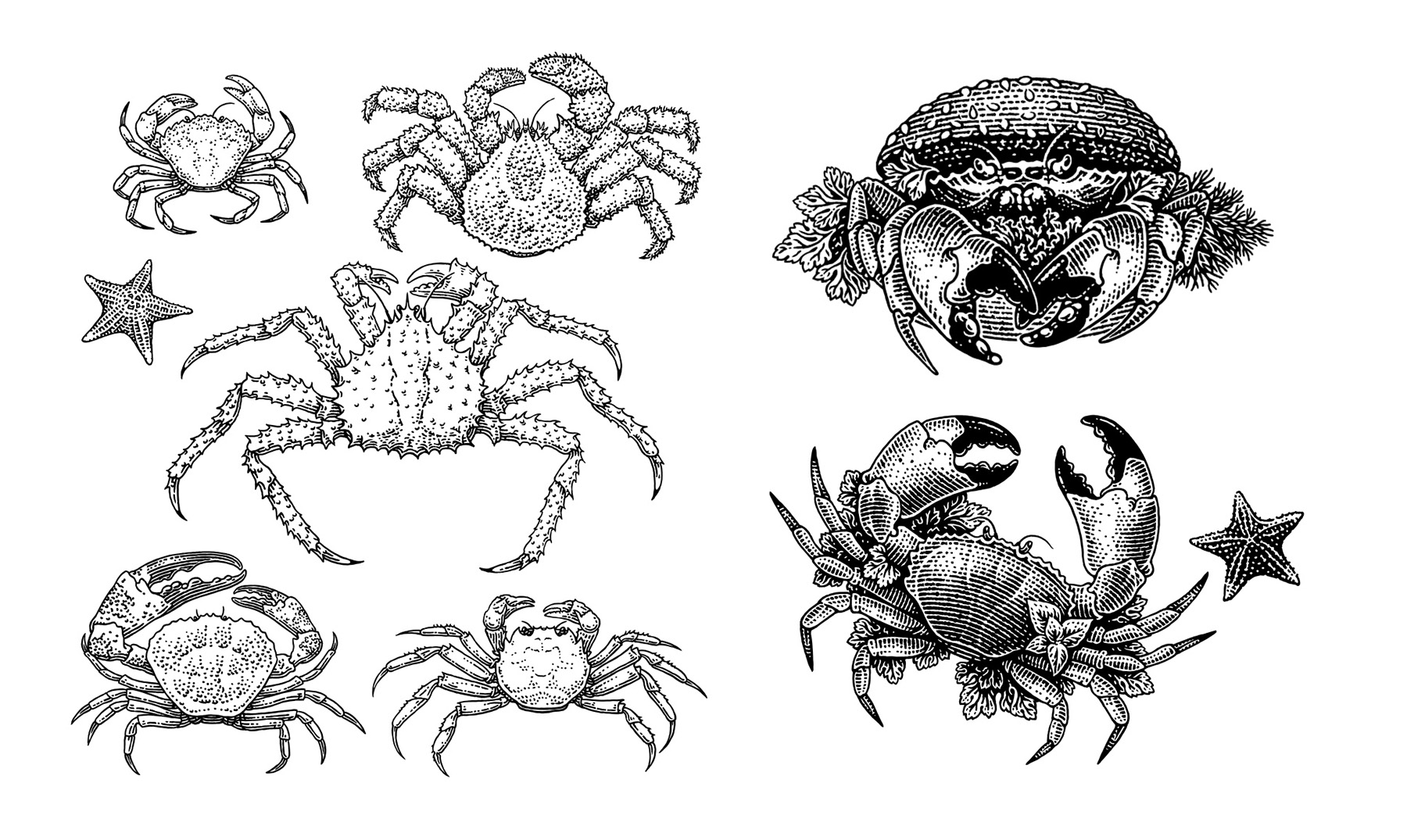 黑白插画-动物植物  乔治亚州-Tatiana Trikoz [18P] (14).jpg
