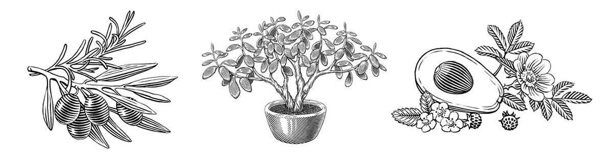 黑白插画-动物植物  乔治亚州-Tatiana Trikoz [18P] (13).jpg
