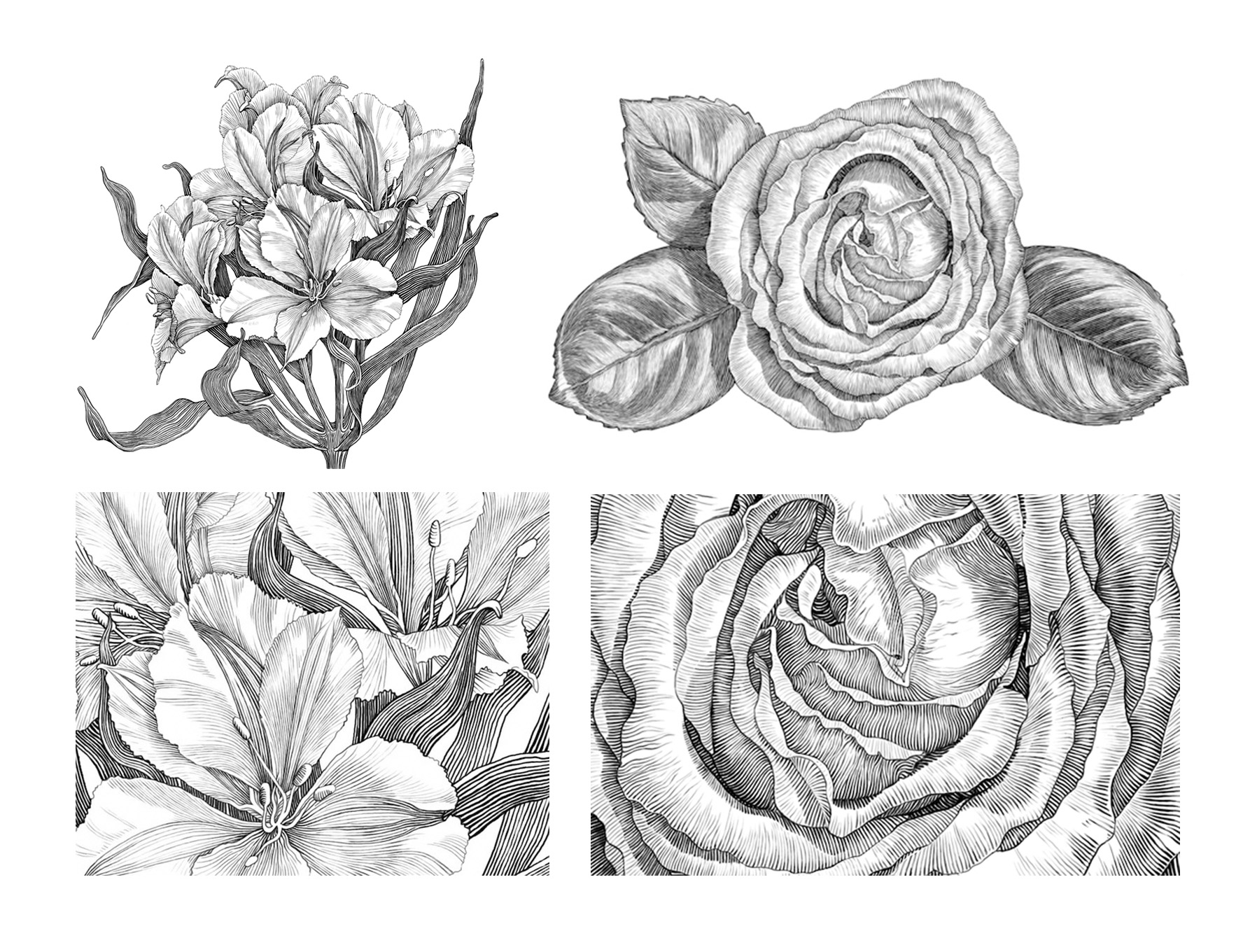 黑白插画-动物植物  乔治亚州-Tatiana Trikoz [18P] (17).jpg