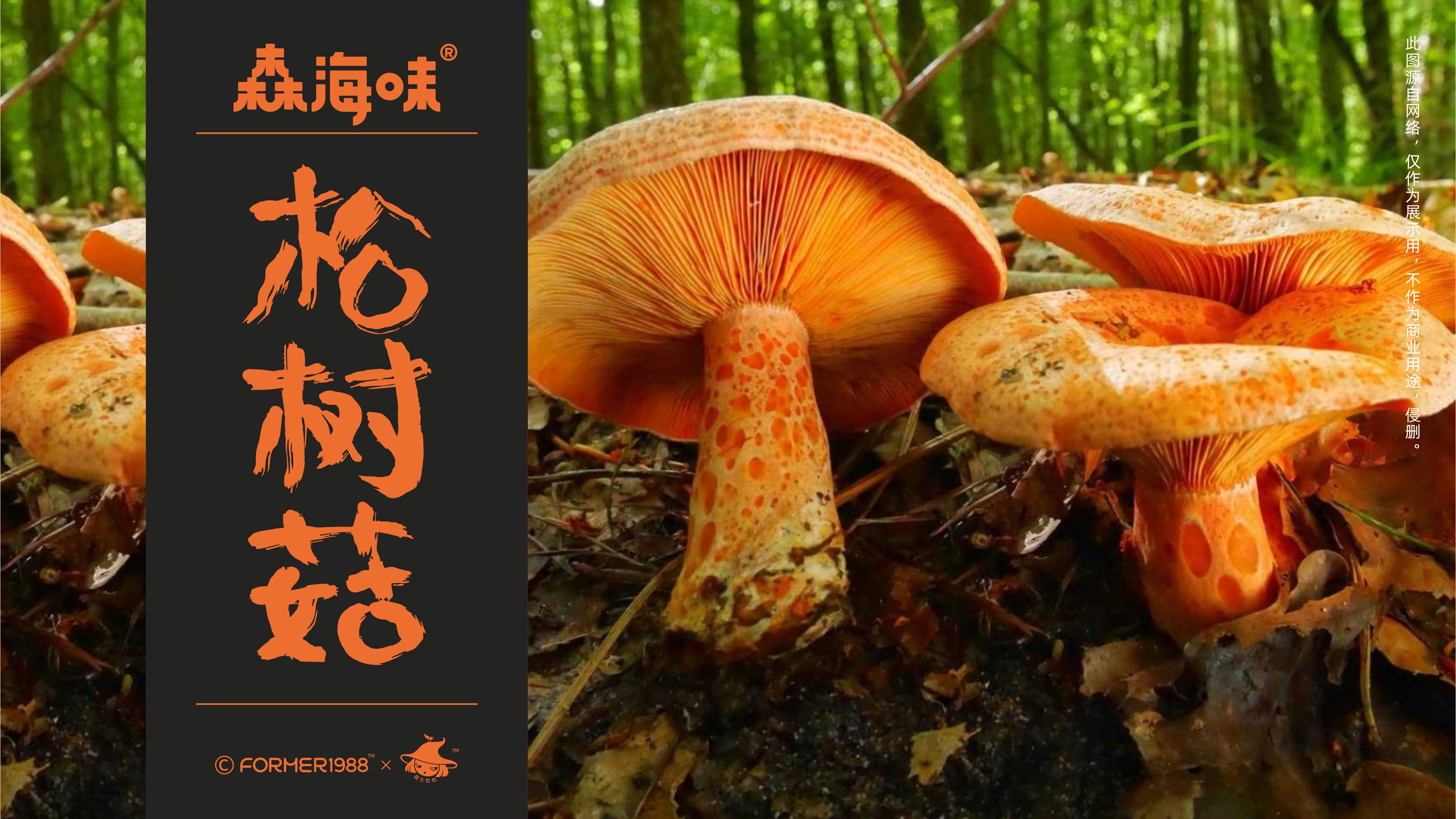 松树林可食用蘑菇图片