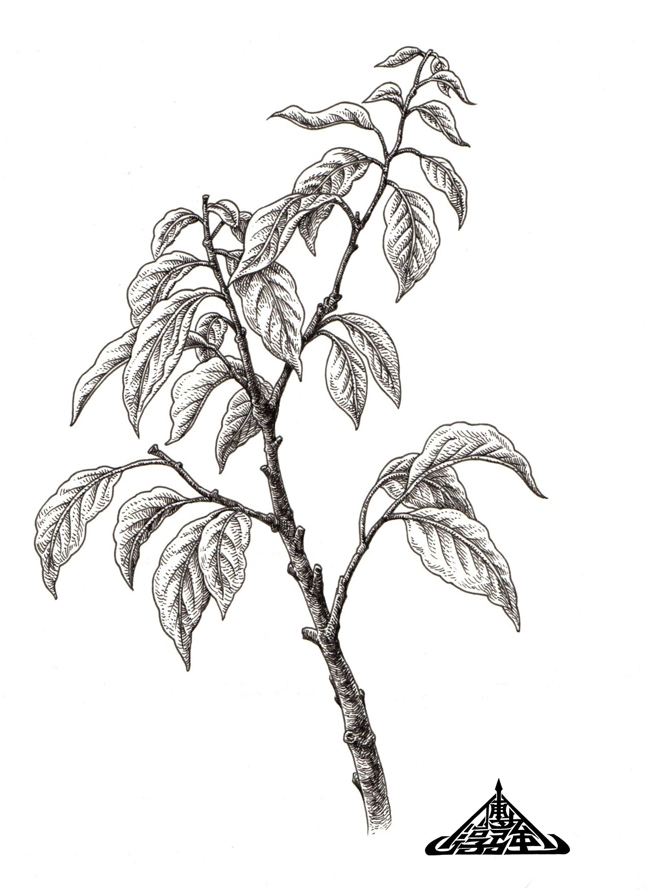 为“木姜叶柯 花瑶的茶”绘制的长卷包装图-15.jpg