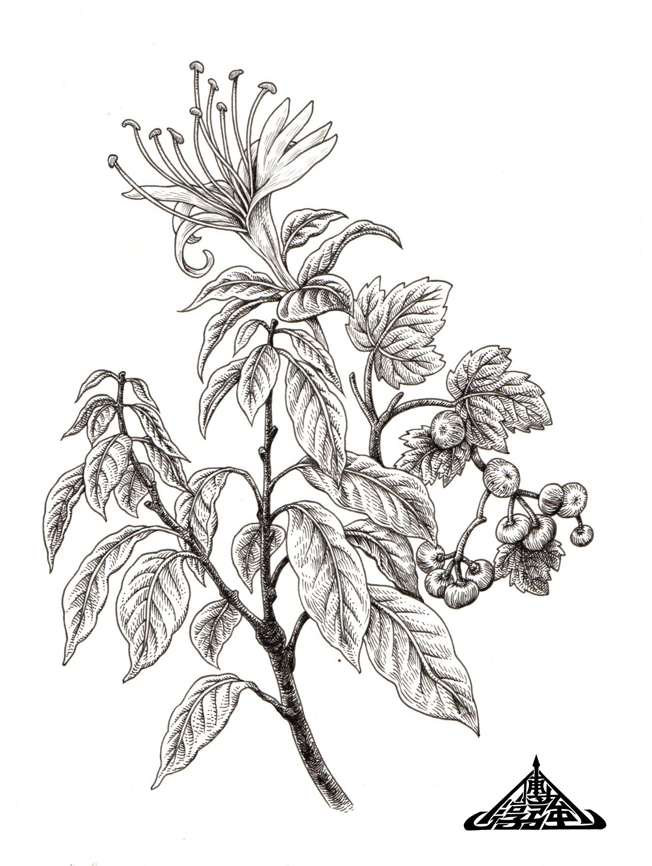 为“木姜叶柯 花瑶的茶”绘制的长卷包装图-16.jpg