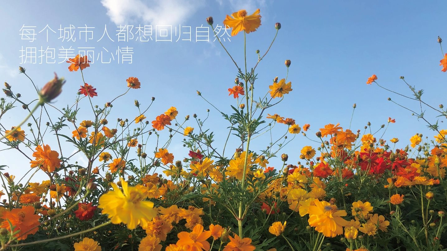 LOGO设计 vi设计 包装设计 咖啡LOGO 花店LOGO-05.jpg