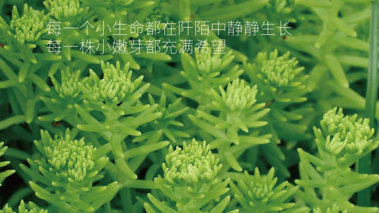 LOGO设计 vi设计 包装设计 咖啡LOGO 花店LOGO-07.jpg