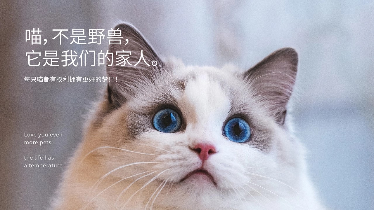 猫砂包装设计 重庆-郑昌洪 [48P](2).jpg