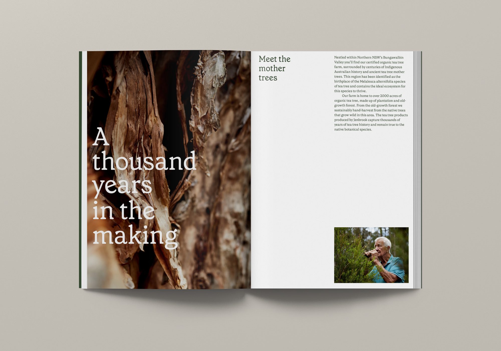 植物药 品牌标识 朴实的 精油 标志设计 最小的 柔和的颜色 自然的 茶树-07.jpg