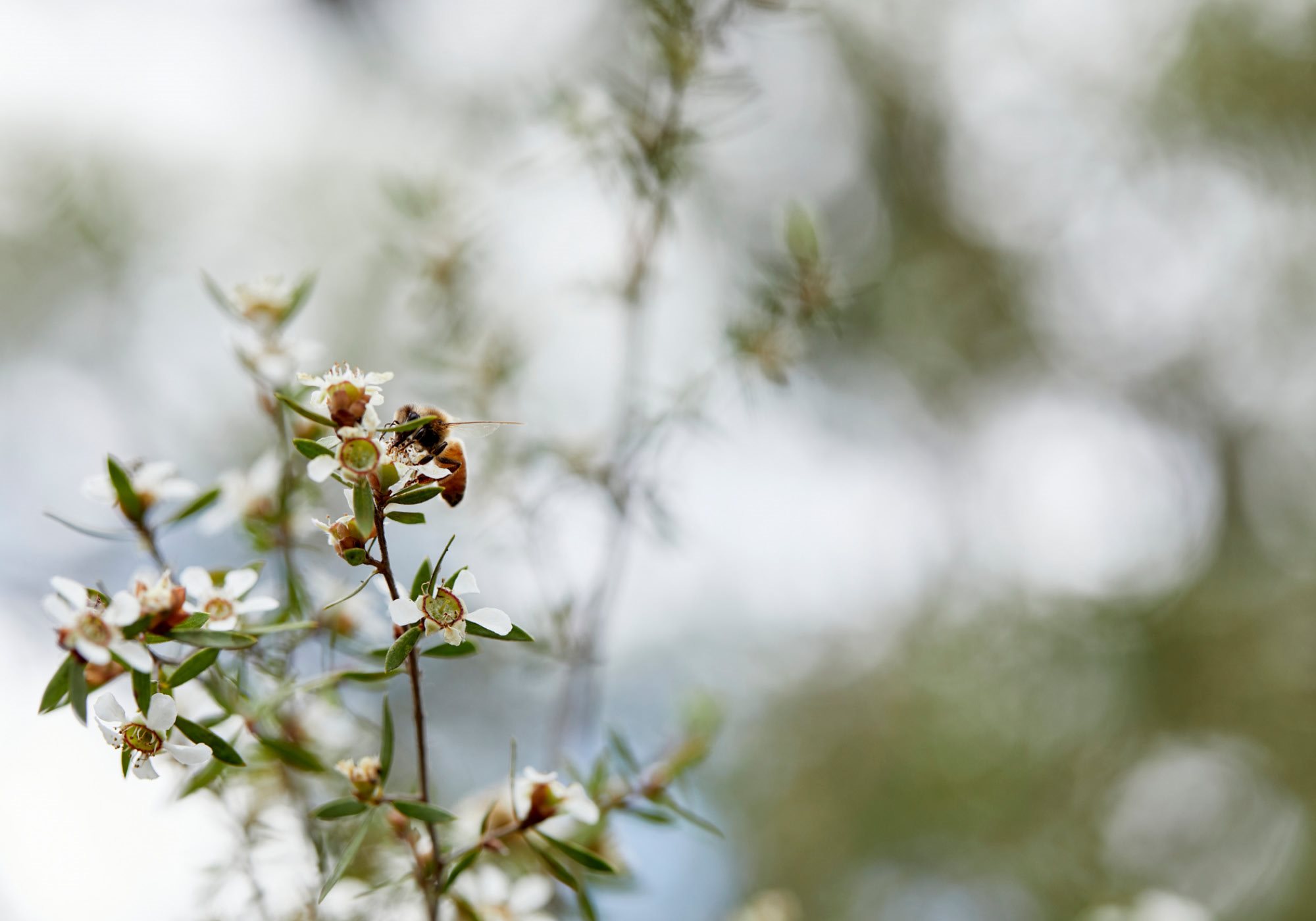 植物药 品牌标识 朴实的 精油 标志设计 最小的 柔和的颜色 自然的 茶树-09.jpg