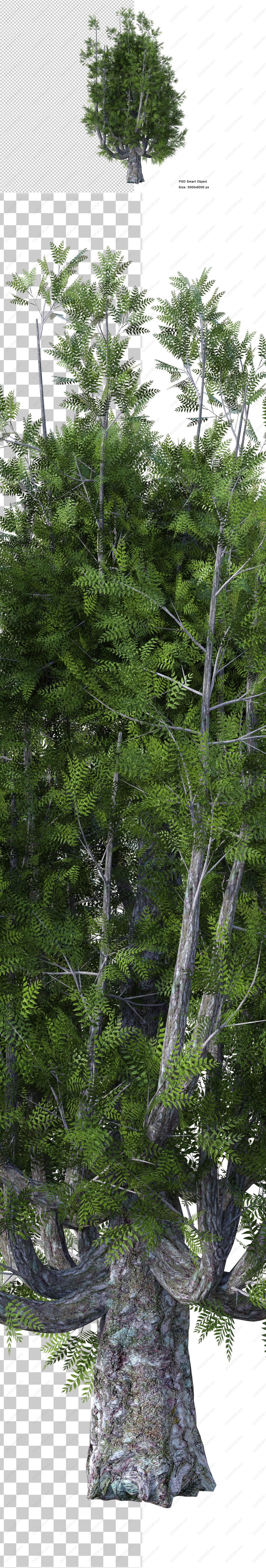 00350_茂盛树木PSD素材[6000PX]-2.jpg