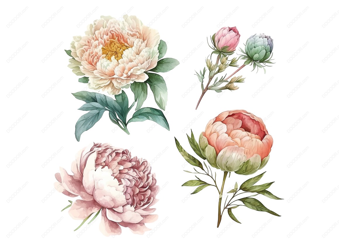 02129_牡丹花水彩画效果矢量素材-01.jpg