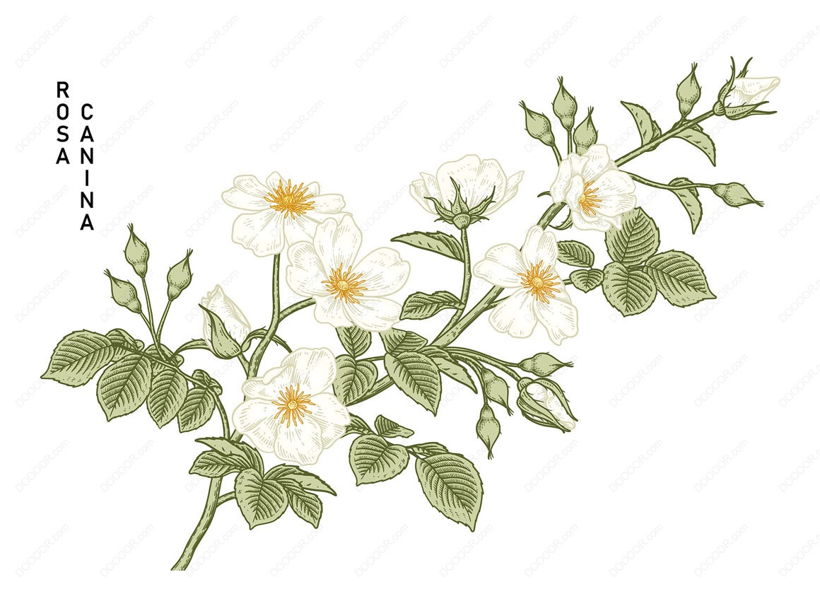 02164_手绘风格花卉植物插图白底矢量素材-01.jpg