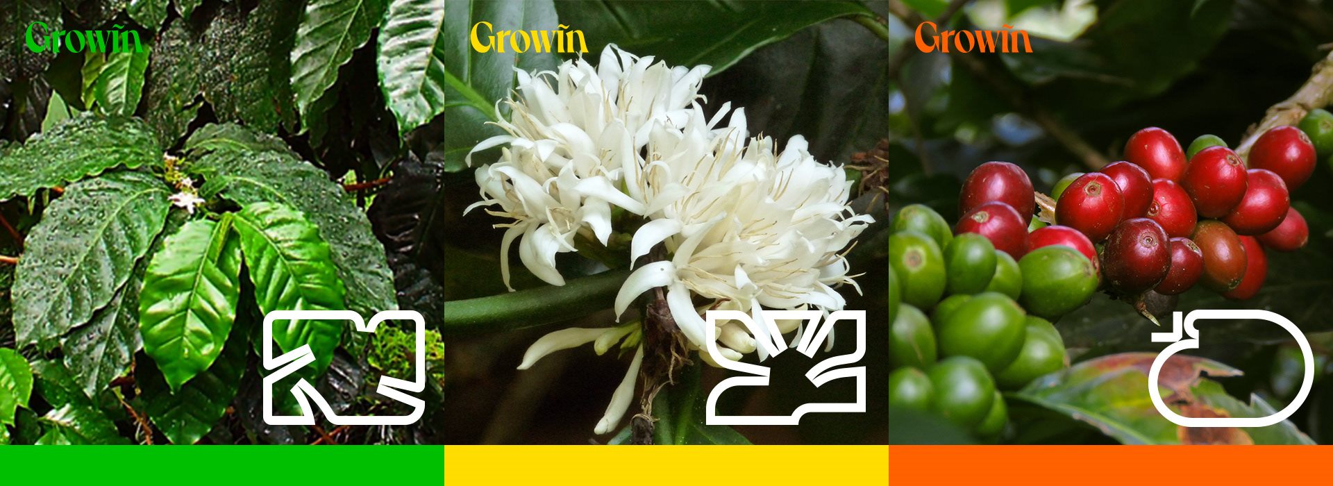 果韵咖啡+Growin+coffee+包装设计-01.jpg