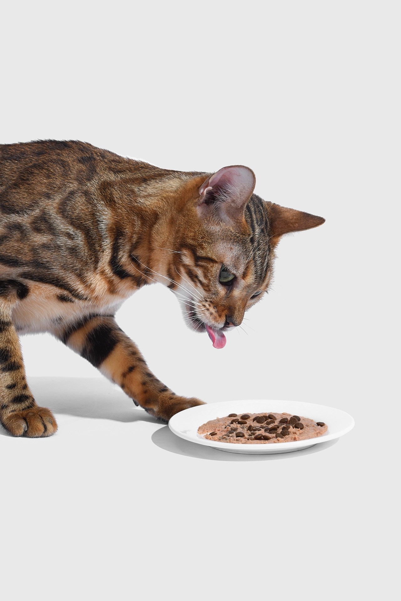 猫粮宠物零食包装+重庆-郑昌洪+[34P]+(15).jpg