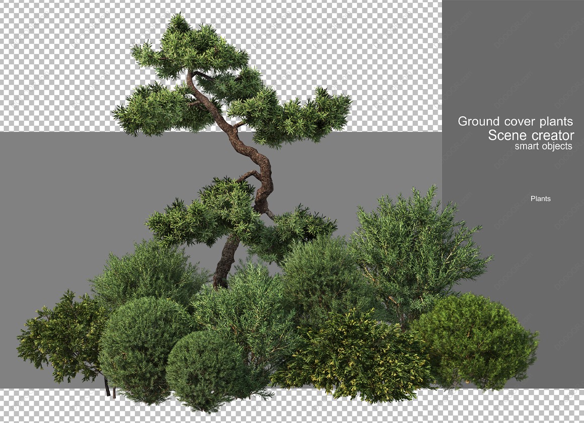 03441_3D渲染松树PSD素材.jpg