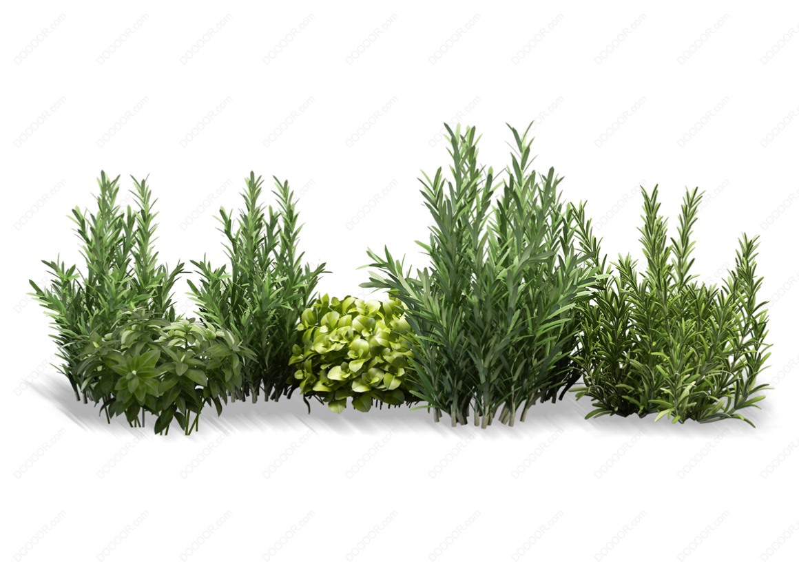 04150_绿色草本植物叶子透明园林景观设计PSD素材-33.jpg