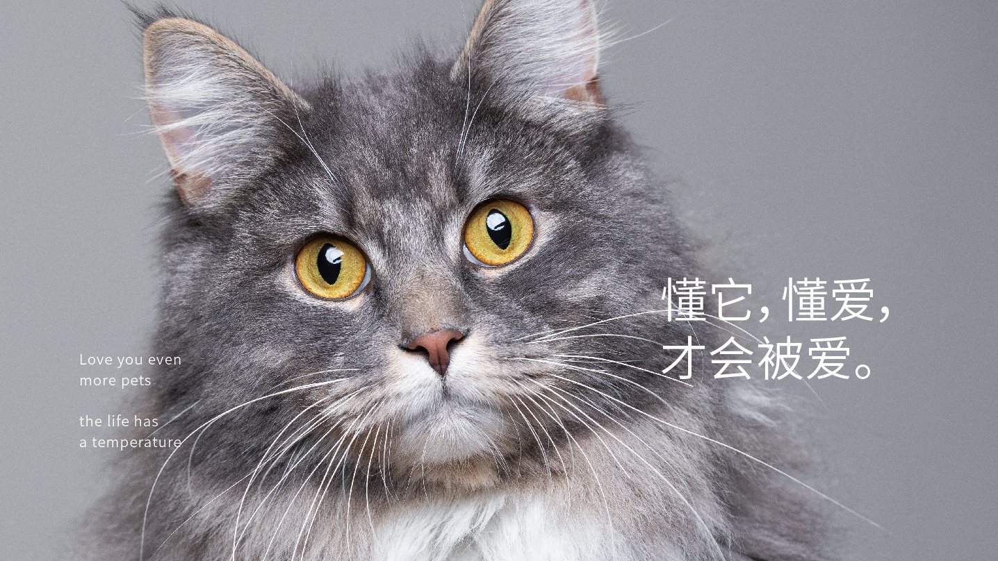 宠物品牌全案设计+LOGO+猫粮包装+包装设计+vi设计-01.jpg