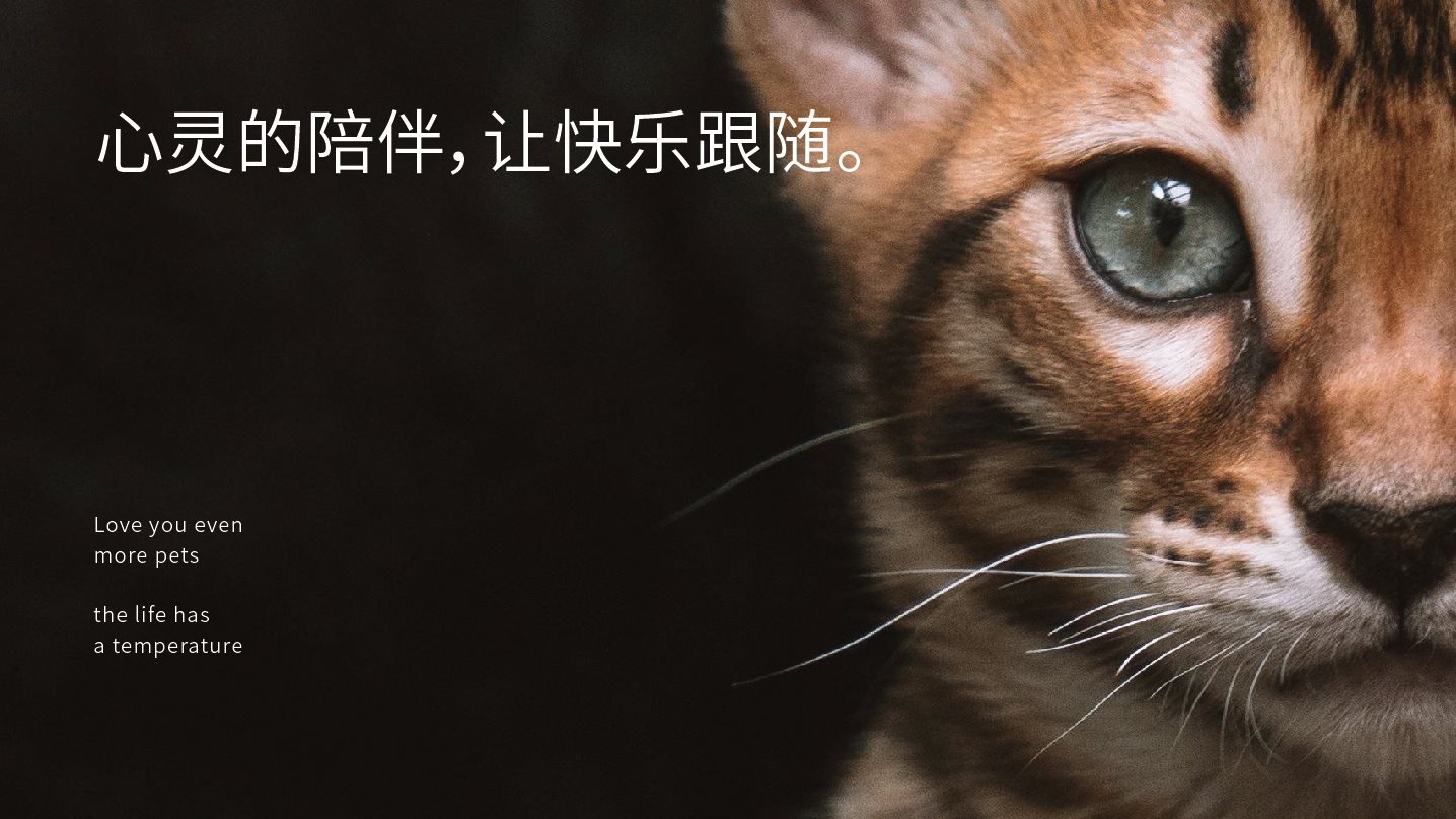 宠物品牌全案设计+LOGO+猫粮包装+包装设计+vi设计-02.jpg