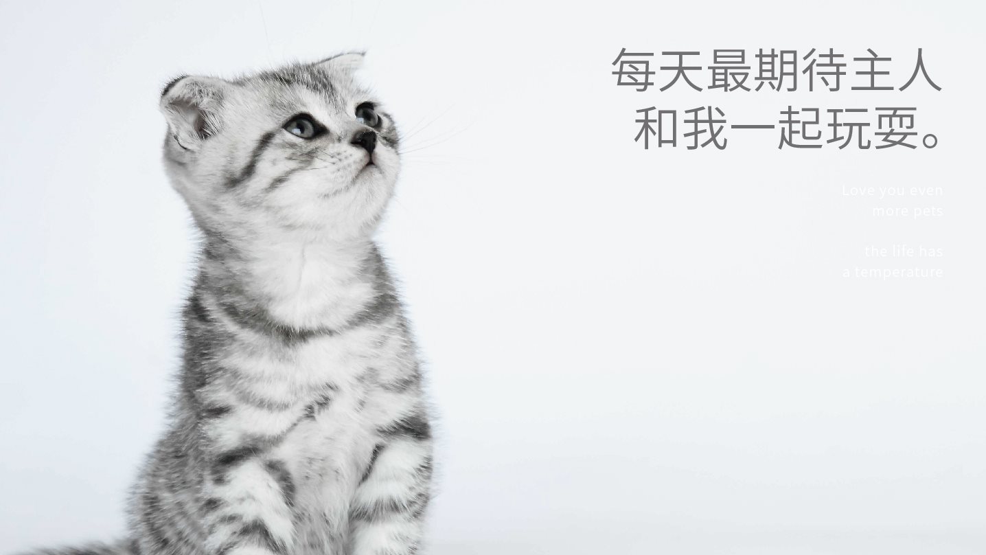宠物品牌全案设计+LOGO+猫粮包装+包装设计+vi设计-03.jpg