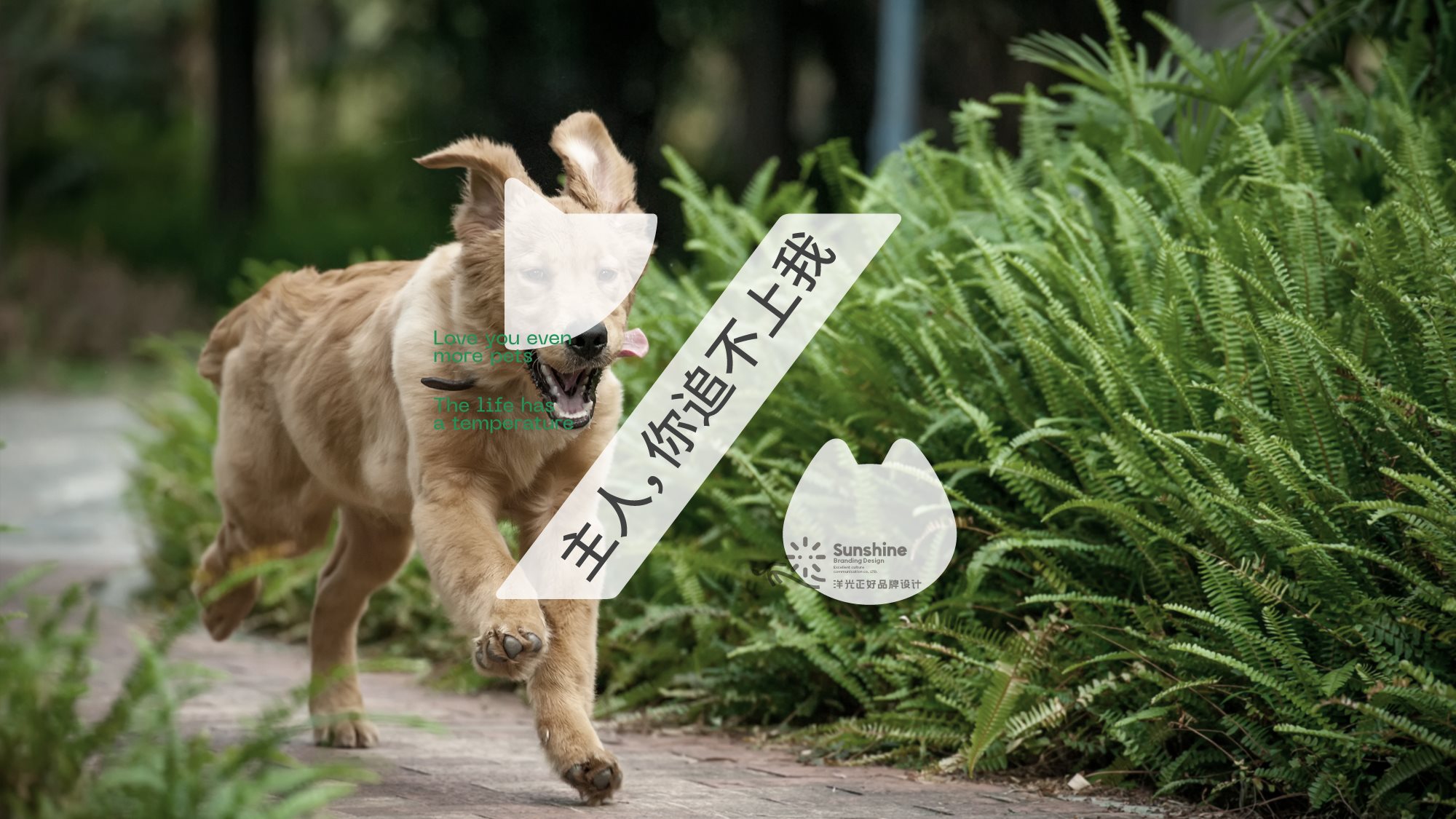 宠物品牌全案设计+LOGO+猫粮包装+包装设计+vi设计-37.jpg