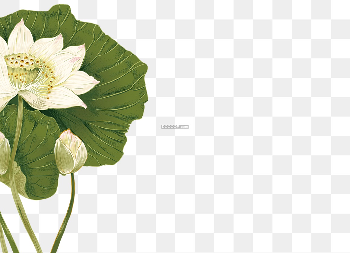 13108_莲花插图荷花.jpg